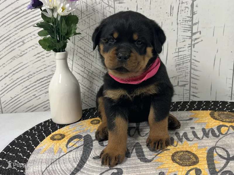 Missy – Rottweiler puppy for sale in Arcola, IL