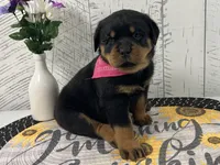 Missy, a female Rottweiler for sale in Arcola, IL – Photo 2 of 5