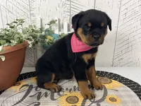 Emma, a female Rottweiler for sale in Arcola, IL – 2 of 5