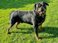 Dora, a female Rottweiler for sale in Arcola, IL – 5 of 5