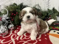 Buttercup, a female Shih Tzu for sale in Arcola, IL – Photo 2 of 5