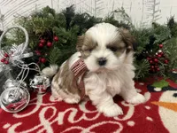Buttercup, a female Shih Tzu for sale in Arcola, IL – Photo 3 of 5