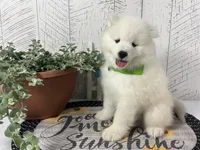 Barney, a male Samoyed for sale in Arcola, IL – 1 of 5