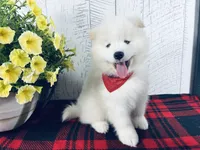 Cosmo, a male Samoyed for sale in Arcola, IL – 3 of 5