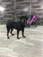 Angel, a female Rottweiler for sale in Arcola, IL – 4 of 4