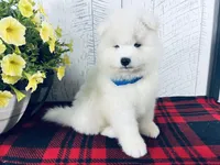 Mochi, a male Samoyed for sale in Arcola, IL – 3 of 5