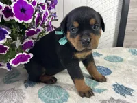 Moose, a male Rottweiler for sale in Arcola, IL – 3 of 5