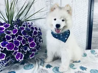 Cosmo, a male Samoyed for sale in Arcola, IL – 3 of 5