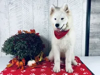 Sunny, a male Samoyed for sale in Arcola, IL – 2 of 5