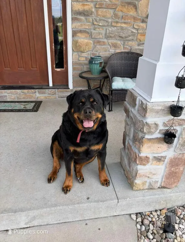 Lacey – Rottweiler puppy for sale in Arcola, IL
