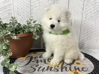 Dozer, a male Samoyed for sale in Arcola, IL – 2 of 5