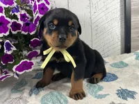 Arthur, a male Rottweiler for sale in Arcola, IL – 2 of 5