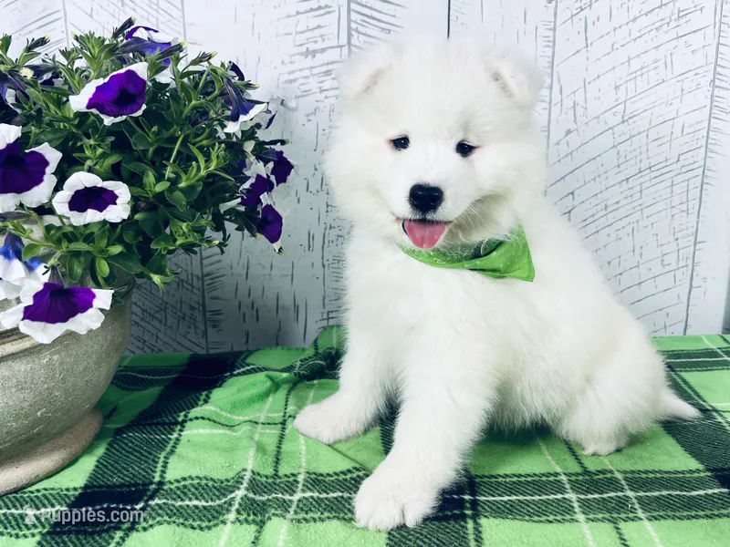 Ariel – Samoyed puppy for sale in Arcola, IL