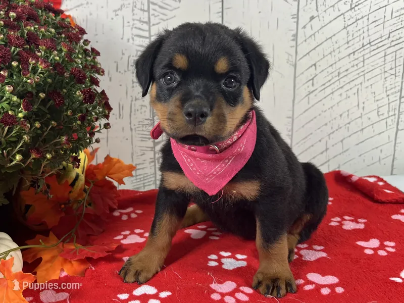 Dora – Rottweiler puppy for sale in Arcola, IL