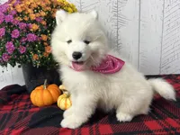 Tessa, a female Samoyed for sale in Arcola, IL – Photo 3 of 5