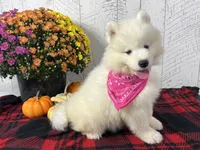 Tessa, a female Samoyed for sale in Arcola, IL – Photo 2 of 5