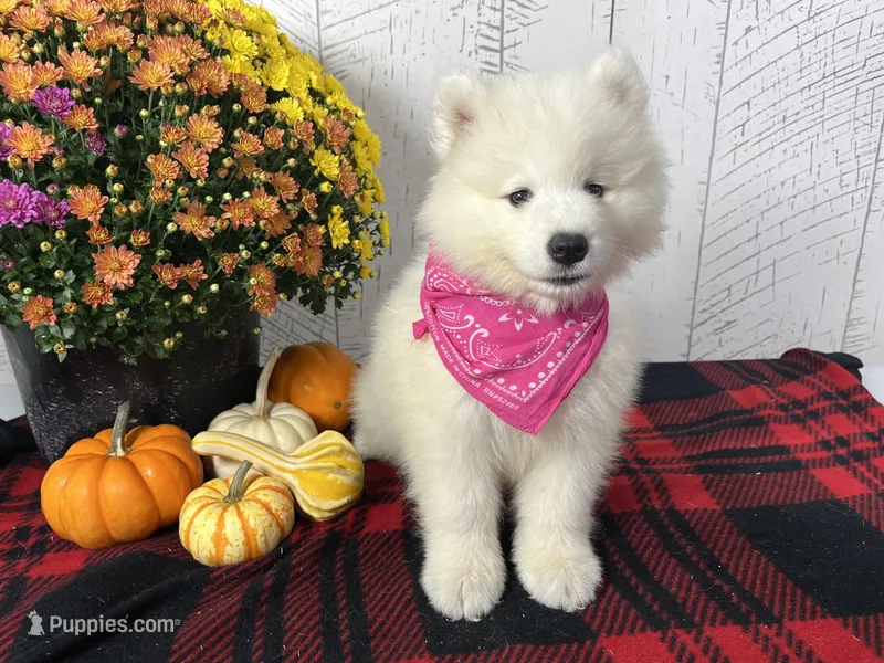 Tessa, a female Samoyed for sale in Arcola, IL – Photo 1 of 5