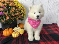 Tessa, a female Samoyed for sale in Arcola, IL – Photo 1 of 5