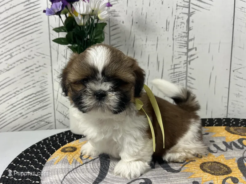 Molly – Shih Tzu puppy for sale in Arcola, IL