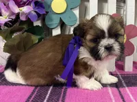 Molly, a female Shih Tzu for sale in Arcola, IL – Photo 3 of 5