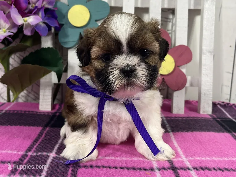 Molly – Shih Tzu puppy for sale in Arcola, IL