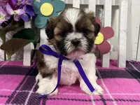 Molly, a female Shih Tzu for sale in Arcola, IL – Photo 1 of 5