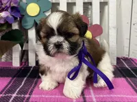 Molly, a female Shih Tzu for sale in Arcola, IL – Photo 2 of 5