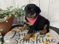 Nisha, a female Rottweiler for sale in Arcola, IL – 1 of 5