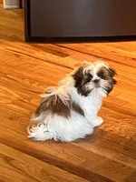 Coco, a male Shih Tzu for sale in Arcola, IL – Photo 6 of 8