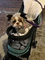 Coco, a male Shih Tzu for sale in Arcola, IL – Photo 5 of 8