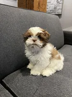 Coco, a male Shih Tzu for sale in Arcola, IL – Photo 8 of 8