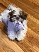 Coco, a male Shih Tzu for sale in Arcola, IL – Photo 7 of 8