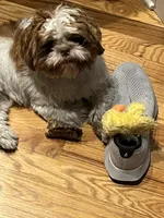 Coco, a male Shih Tzu for sale in Arcola, IL – Photo 4 of 8