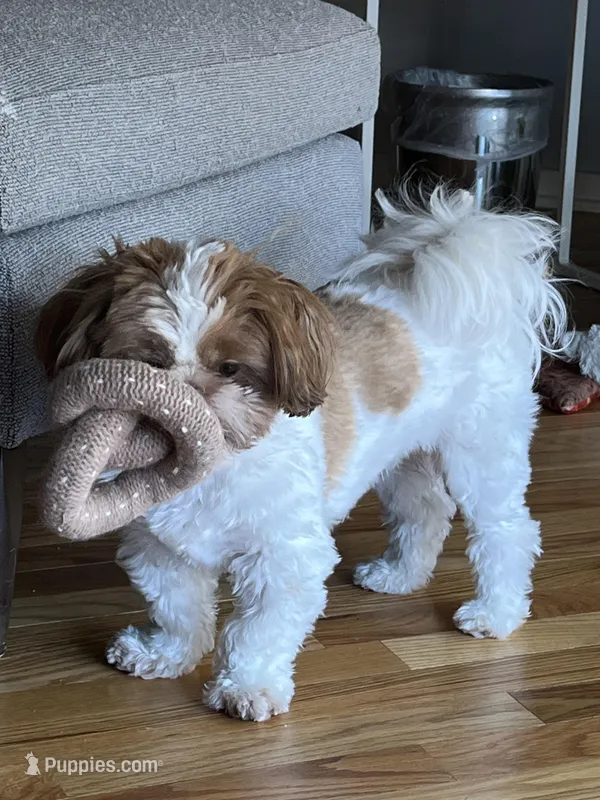 Coco – Shih Tzu puppy for sale in Arcola, IL