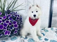 Sunny, a male Samoyed for sale in Arcola, IL – 3 of 5