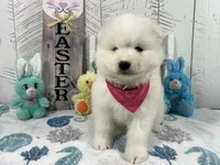 Misty , a female Samoyed for sale in Arcola, IL – Photo 3 of 5