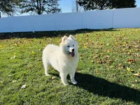Misty , a female Samoyed for sale in Arcola, IL – Photo 5 of 5