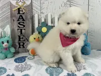 Misty , a female Samoyed for sale in Arcola, IL – Photo 1 of 5