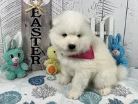 Misty , a female Samoyed for sale in Arcola, IL – Photo 2 of 5