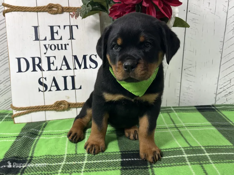 Dolly – Rottweiler puppy for sale in Arcola, IL
