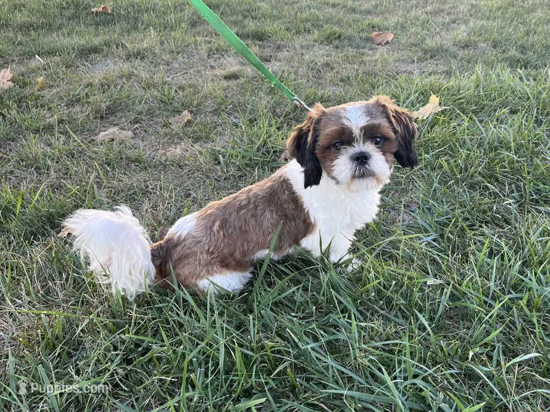 Scooter – Shih Tzu puppy for sale in Arcola, IL