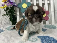 Scooter, a male Shih Tzu for sale in Arcola, IL – Photo 1 of 5