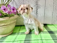 Scooter, a male Shih Tzu for sale in Arcola, IL – Photo 5 of 5