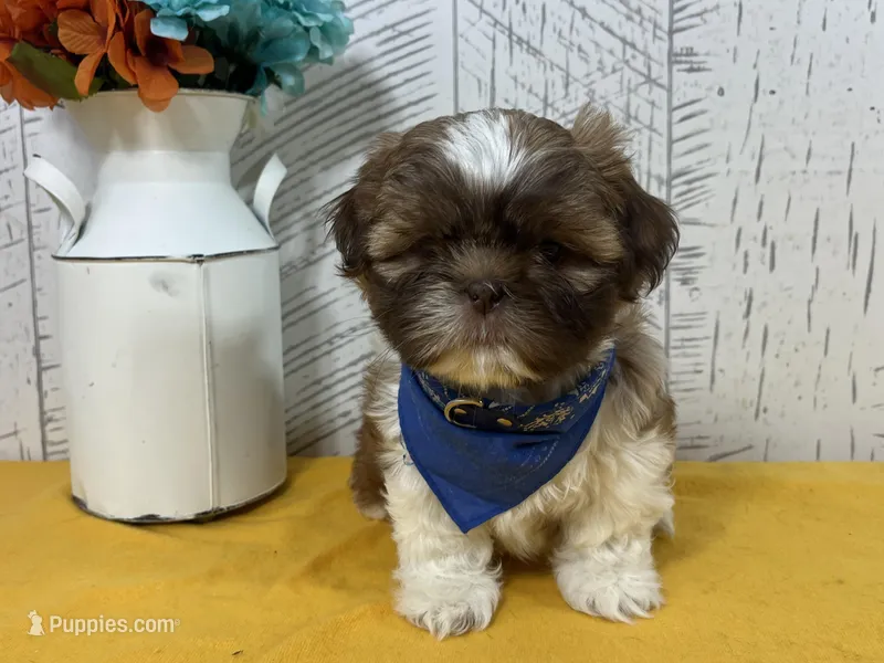 Scooter – Shih Tzu puppy for sale in Arcola, IL