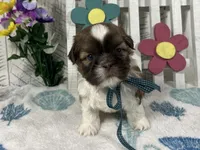 Scooter, a male Shih Tzu for sale in Arcola, IL – Photo 2 of 5