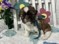 Scooter, a male Shih Tzu for sale in Arcola, IL – Photo 3 of 5