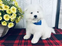 Griffin, a male Samoyed for sale in Arcola, IL – 3 of 5