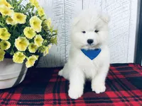 Mochi, a male Samoyed for sale in Arcola, IL – 2 of 5