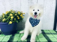 Cooper, a male Samoyed for sale in Arcola, IL – 1 of 5