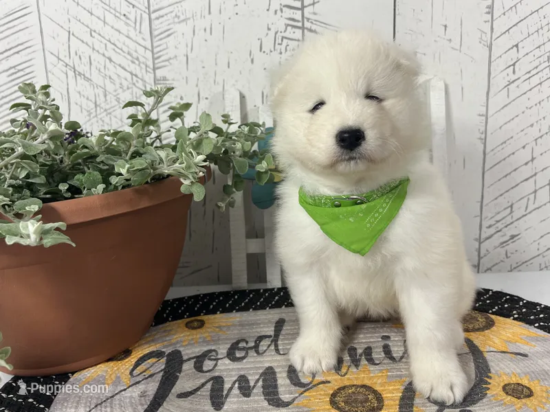 Darcy – Samoyed puppy for sale in Arcola, IL
